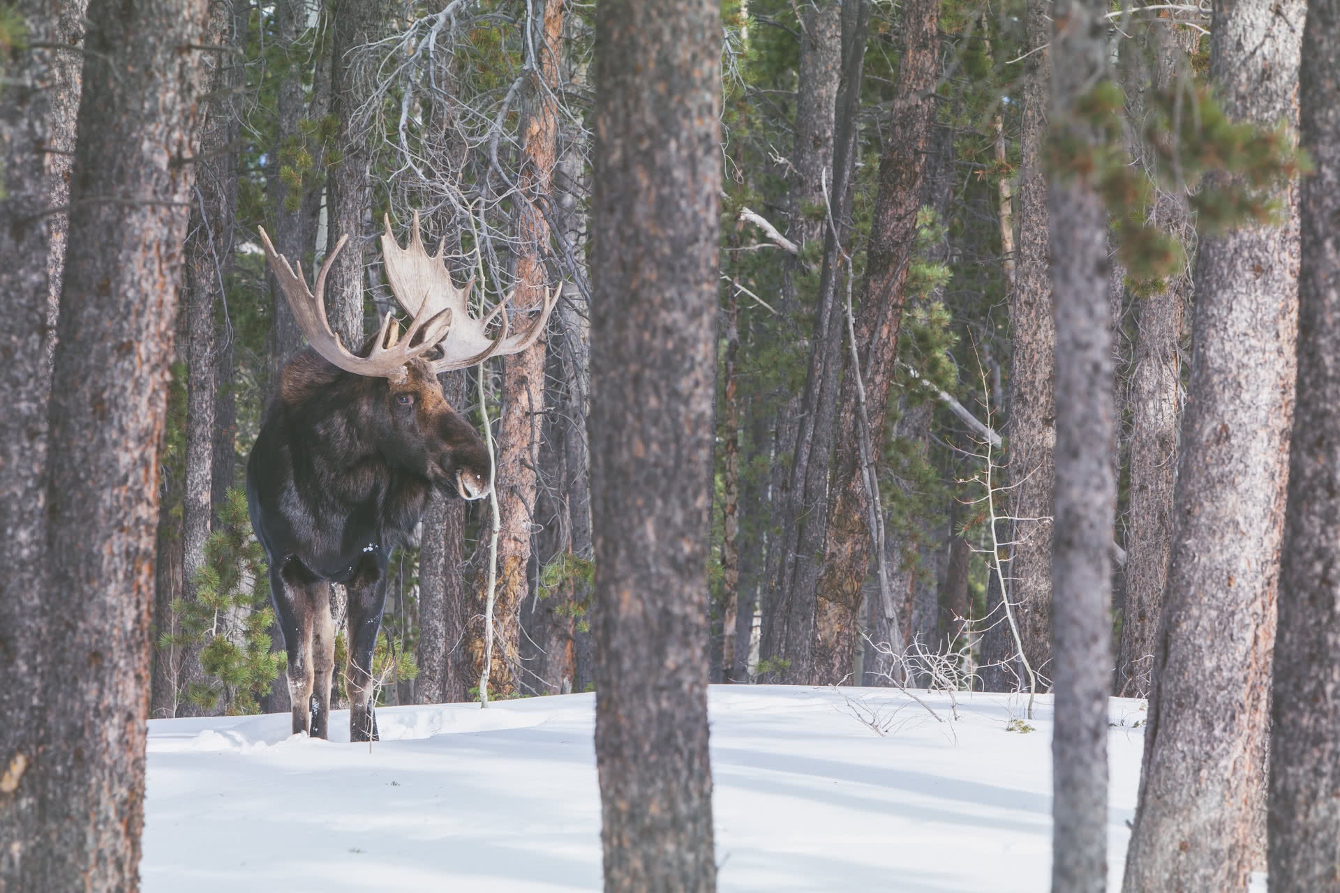 Colorado Shiras Moose: Are There Moose In Colorado
