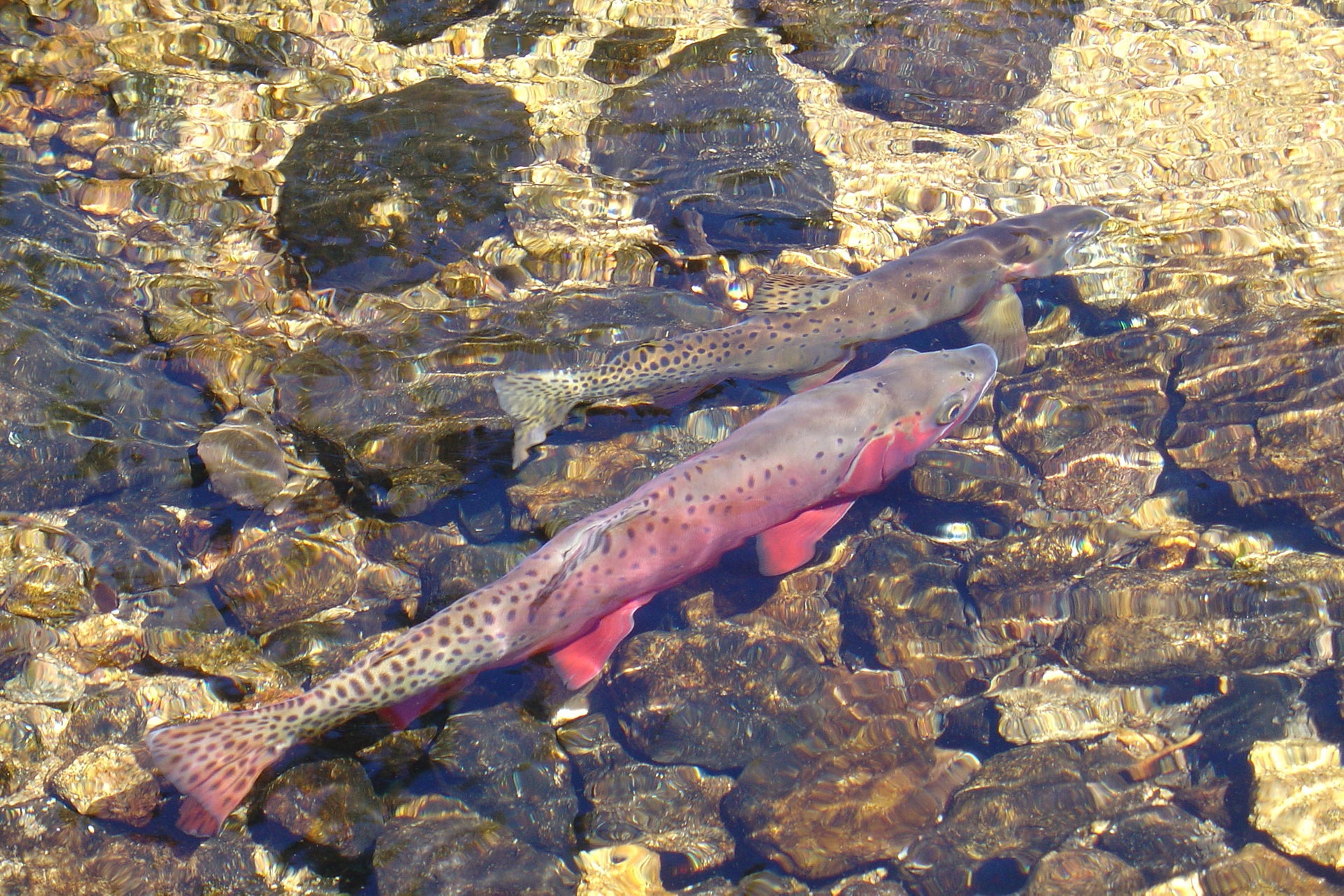 Greenback Cutthroat Trout Restoration Project Will Receive 11% of Retailer's Revenues