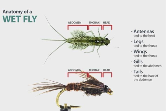 River Oracle Creating Order In Your Fly Box DVD bug diagram