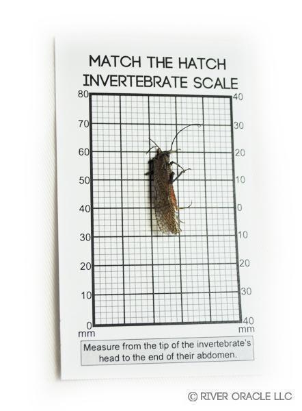 River Oracle Invertebrate Magnifier Hook Size Chart With Bug.