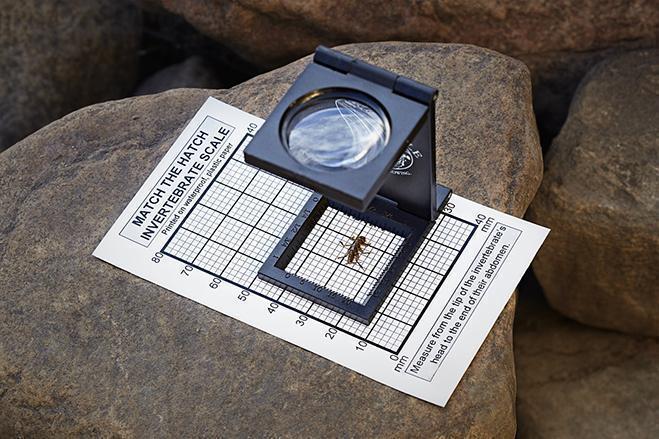 River Oracle Invertebrate Magnifier Hook Size Chart