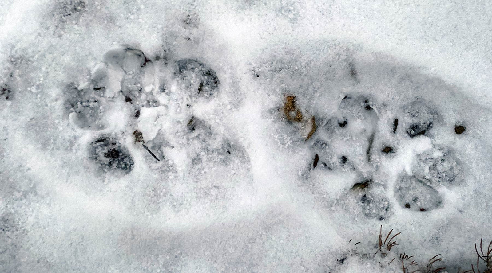 Colorado Bill Aims To Ban Mountain Lion and Bobcat Hunting - SB-22-031