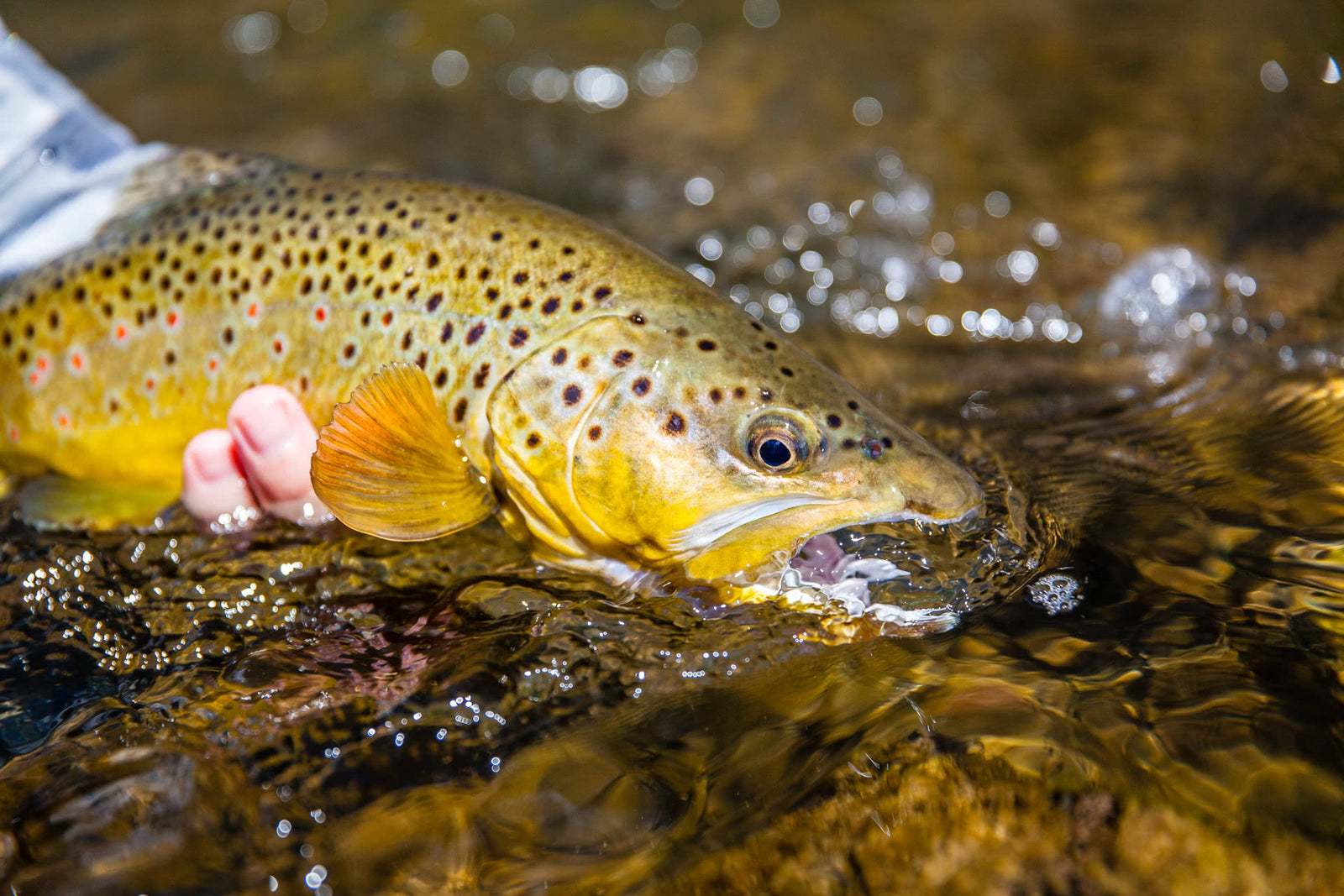 Giving Tuesday - Put Conservation First