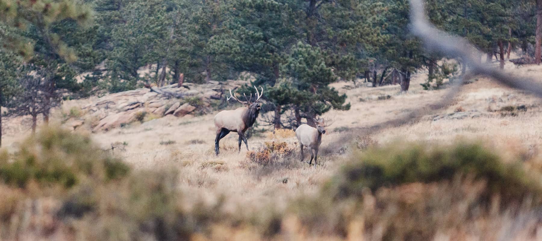 Elk Hunting Calls and Elk Diaphram Calls
