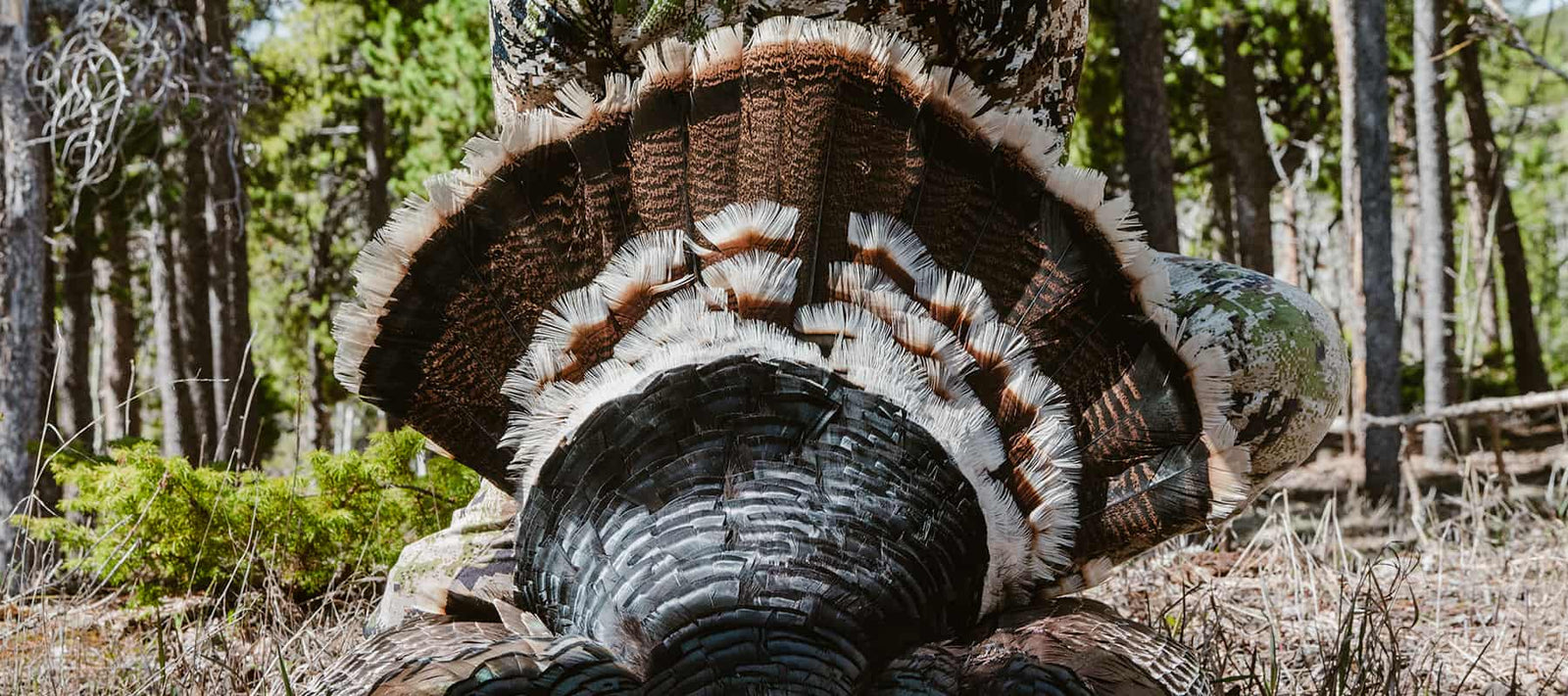 Turkey Hunting Calls