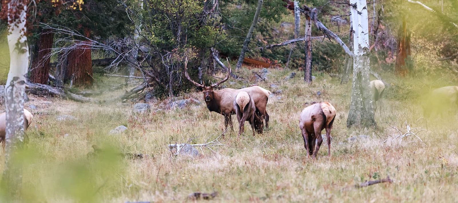 Hunting Calls and Game Calls