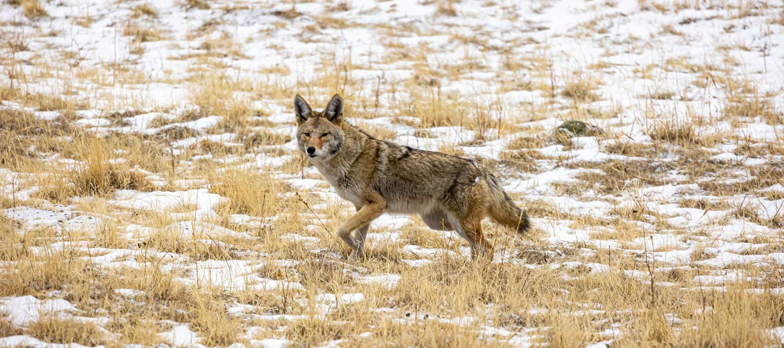 Predator Hunting Calls