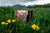 The Montana Scene Flower Meadow Puzzle - 500 Pieces