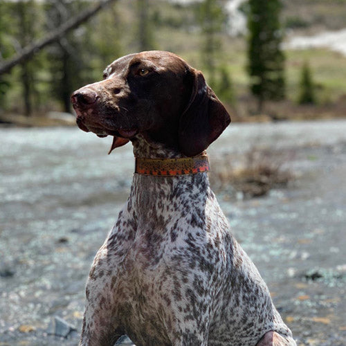 trout-unlimited-limited-edition-cutthroat-dog-collar-pointer.jpg